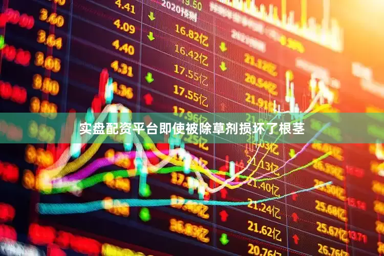 实盘配资平台即使被除草剂损坏了根茎